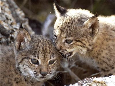 lynx cubs
