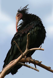 hermit ibis