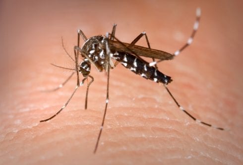 West Nile virus threat level is raised to four in several areas of Malaga province - including the capital