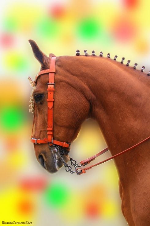 Andalucian Horse