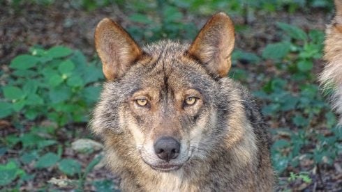 Spain's wolf population is lower than the Iberian Lynx which was in danger of extinction