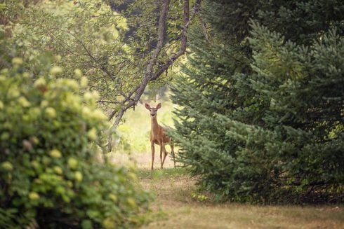 Nearly100 deer die in a natural park in Spain’s Andalucia due to weather-related lung disease