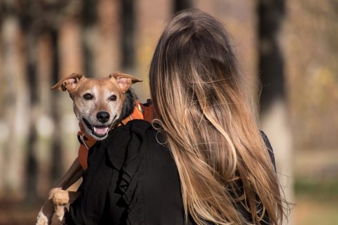 Service dogs will be allowed access to all public spaces in Spain