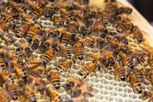 Man dies after bees sting him on face while cleaning hives on farm in Spain