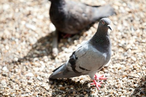 Warning for tourists in Tenerife as seemingly harmless activity can bring €1,500 fine