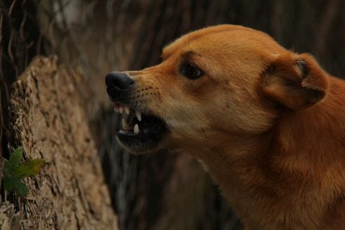 Spanish tourist in critical condition after contracting rabies from dog bite in Ethiopia