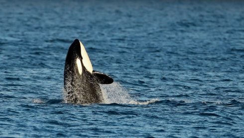 New killer whale incident as sail boat is damaged off coast of Spain's Andalucia