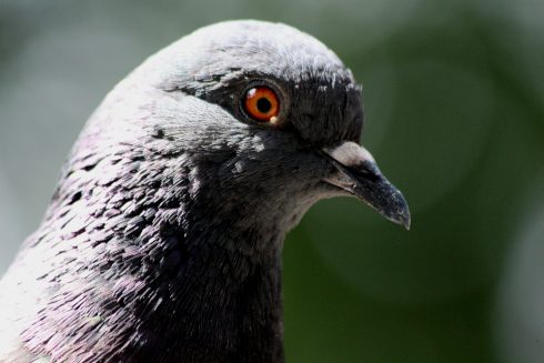 Valencia announces new measures against pigeons as population soars in five years