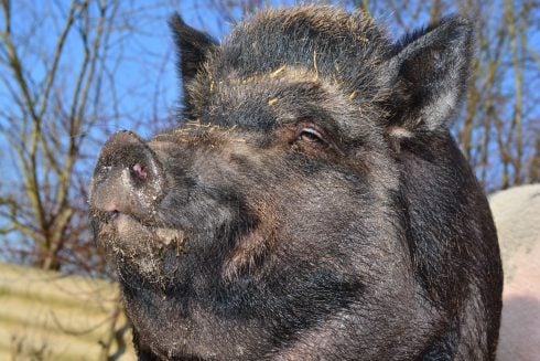 Motorcyclist killed after colliding with wild boar on Valencia area road