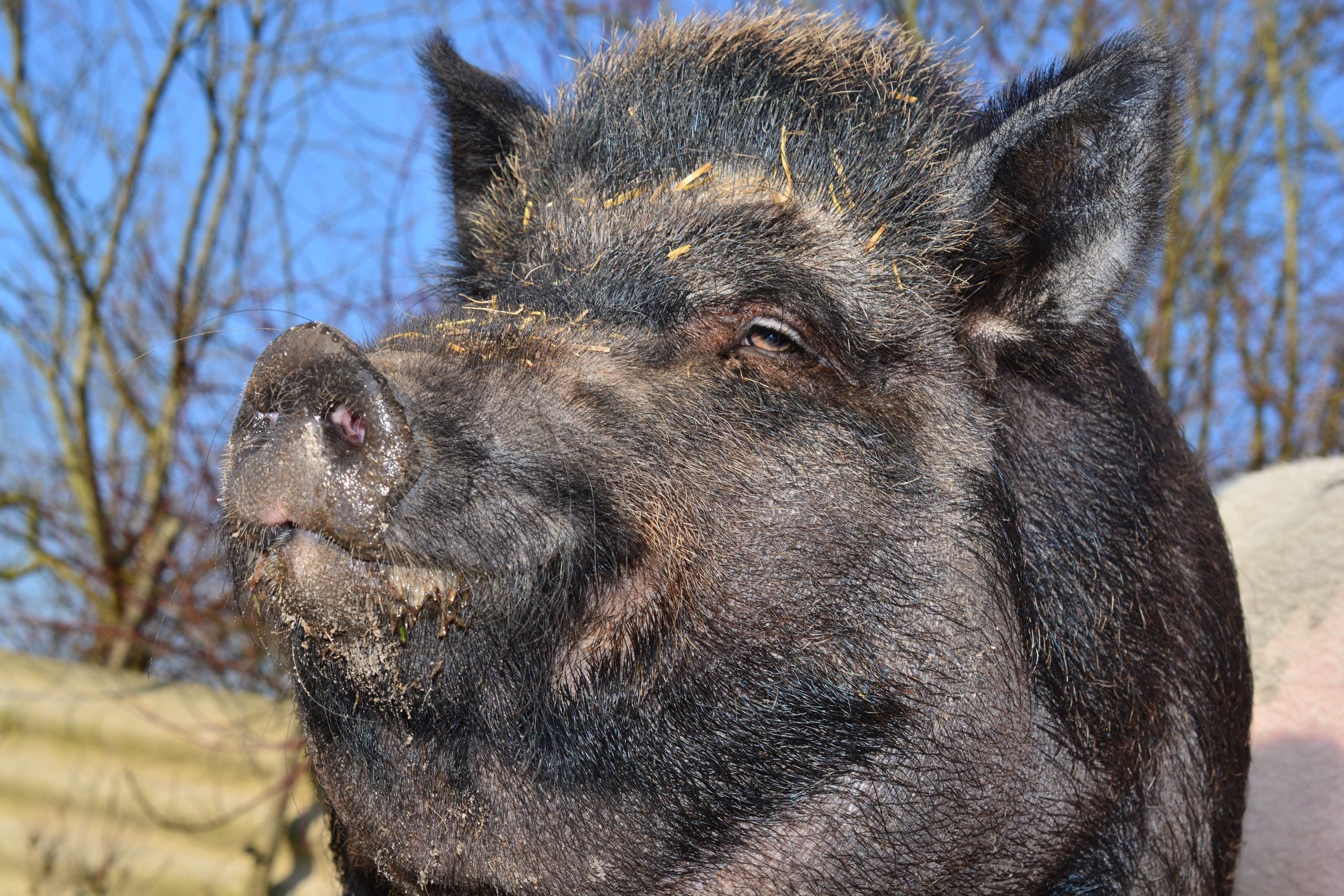 Motorcyclist killed after colliding with wild boar on Valencia area road