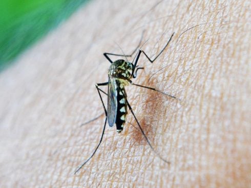 How to avoid mosquito bites in Spain this summer - and why the bloodsuckers target some more than others