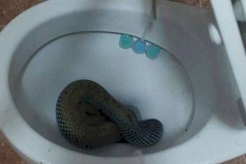 Giant 'bastard snake' pops up in toilet to shock homeowner in Spain