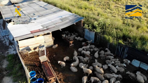 Slaughterhouse horror as mistreated animals are killed to supply Asian restaurants in Spain