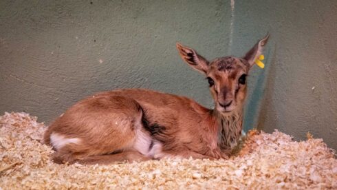 Three Thomson gazelle antelopes are born at Bioparc Valencia