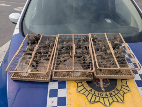 Man in van caught with 83 goldfinches was set for Costa Blanca ferry crossing to Algeria