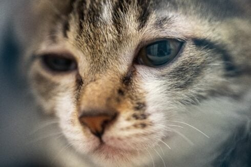 Animal abuse horror after cat is thrown out of car and repeatedly run over in Spain