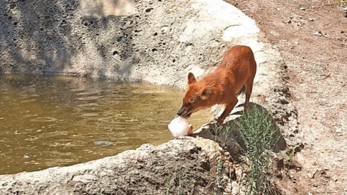 Special ice creams keep animals cool during heatwave at Terra Natura Benidorm